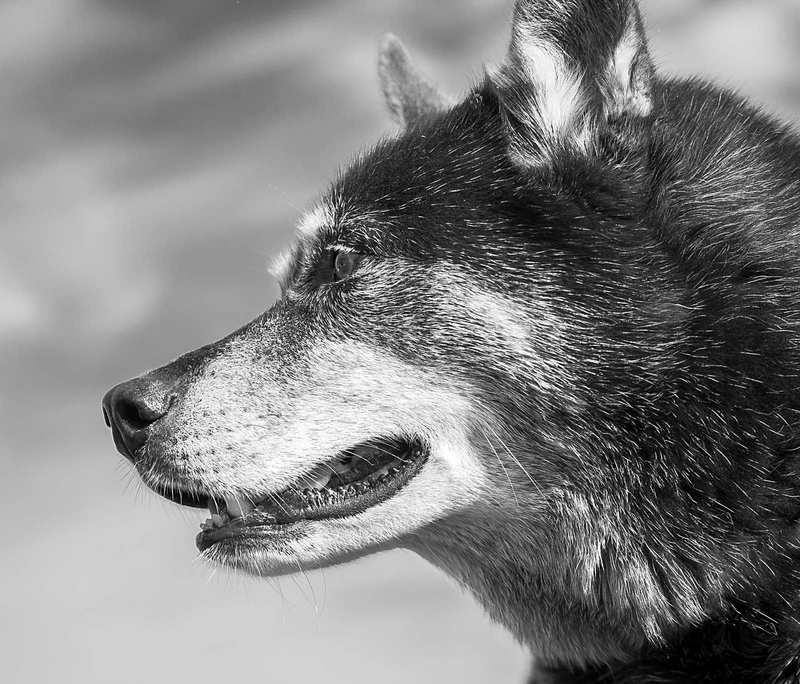 Image of people on the Peace Bridge, Derry, Ireland